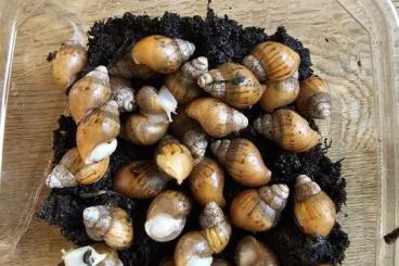 Feeder animals kaufen und verkaufen Photo: Feeder Snails / Futterschnecken Feeder animals kaufen und verkaufen Photo: Feeder Snails / Futterschnecken