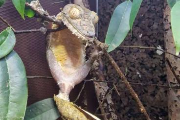 Geckos kaufen und verkaufen Photo: Looking for ADULT male Uroplatus fimbriatus Geckos kaufen und verkaufen Photo: Looking for ADULT male Uroplatus fimbriatus