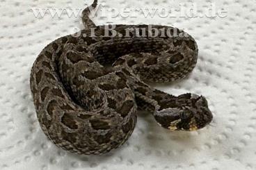Venomous snakes kaufen und verkaufen Photo: Bitis caudalis and rubida for pick up, Houten or Hamm September: