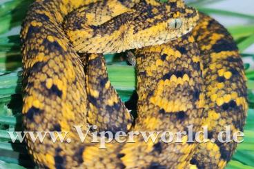 Venomous snakes kaufen und verkaufen Photo: 3.6 Atheris ceratophora Hamm Venomous snakes kaufen und verkaufen Photo: 3.6 Atheris ceratophora Hamm