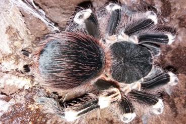 Vogelspinnen kaufen und verkaufen Foto: Tarantula sale in Hamm (11.03)!