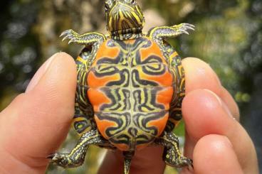 Turtles kaufen und verkaufen Photo: Chrysemys picta belli (Westliche Zierschildkröte) NZ 2023