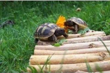 Landschildkröten kaufen und verkaufen Foto: Griechische Landschildkröten