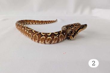 Boas kaufen und verkaufen Photo: Sanzinia m. madagascariensis Boas kaufen und verkaufen Photo: Sanzinia m. madagascariensis