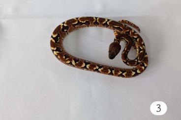 Snakes kaufen und verkaufen Photo: Sanzinia m. madagascariensis 