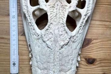 Other kaufen und verkaufen Photo: Siamkrokodil Schädel Crocodylus siamensis skull