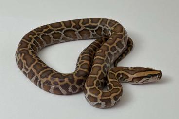 Pythons kaufen und verkaufen Photo: Caramel Tigerpythons / Burmese Pythons / Python bivittatus