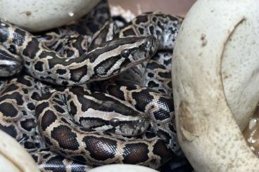 Pythons kaufen und verkaufen Photo: Zwerg Tigerpythons Dwarf Burmese Pythons Python bivittatus progschai Pythons kaufen und verkaufen Photo: Zwerg Tigerpythons Dwarf Burmese Pythons Python bivittatus progschai