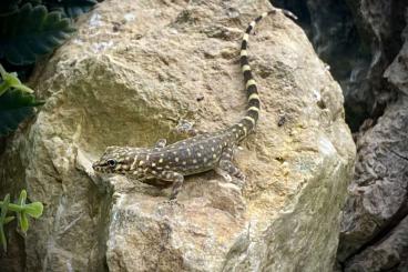 Geckos kaufen und verkaufen Photo: Pristurus celerrimus CB 2023 - young pairs for Houten