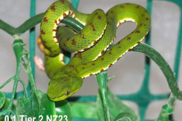 Venomous snakes kaufen und verkaufen Photo: 0.2 Parias flavomaculatus