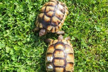 Tortoises kaufen und verkaufen Photo: Breitrandschildkröten TM von 2015