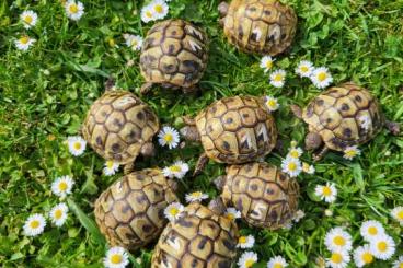 Tortoises kaufen und verkaufen Photo: Griechische Landschildkröten THB von 2022