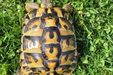 Landschildkröten kaufen und verkaufen Foto: Griechische Landschildkröten THB Weibchen