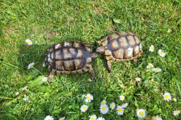 Turtles and Tortoises kaufen und verkaufen Photo: Breitrandschildkröten TM von 2015 Turtles and Tortoises kaufen und verkaufen Photo: Breitrandschildkröten TM von 2015