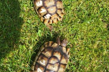 Landschildkröten kaufen und verkaufen Foto: Griechische Landschildkröten THB Männchen Landschildkröten kaufen und verkaufen Foto: Griechische Landschildkröten THB Männchen
