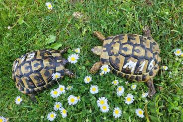 Tortoises kaufen und verkaufen Photo: Griechische Landschildkröten THB Männchen Tortoises kaufen und verkaufen Photo: Griechische Landschildkröten THB Männchen
