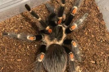 Vogelspinnen kaufen und verkaufen Foto: Brachypelma auratum Weibchen 