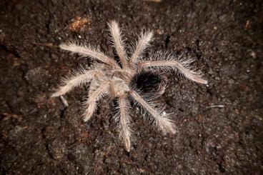 Spinnen und Skorpione kaufen und verkaufen Foto: Spinnen Nachzuchten abzugeben: Spinnen und Skorpione kaufen und verkaufen Foto: Spinnen Nachzuchten abzugeben: