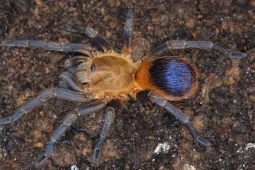 Vogelspinnen kaufen und verkaufen Foto: 0.4 Pseudhapalopus spec Kolumbien