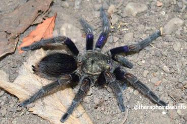 - bird spiders kaufen und verkaufen Photo: für Börse Weinstadt 03.05.