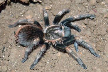- bird spiders kaufen und verkaufen Photo: Biete für Abholung oder Versand