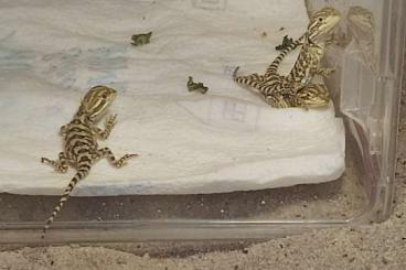 Bearded dragons kaufen und verkaufen Photo: Zwerg Bartagame (Pogona henrylawsoni) Bearded dragons kaufen und verkaufen Photo: Zwerg Bartagame (Pogona henrylawsoni)