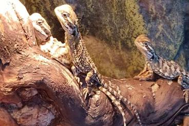 Bearded dragons kaufen und verkaufen Photo: Zwergbartagame (Pogona henrylawsoni) Bearded dragons kaufen und verkaufen Photo: Zwergbartagame (Pogona henrylawsoni)