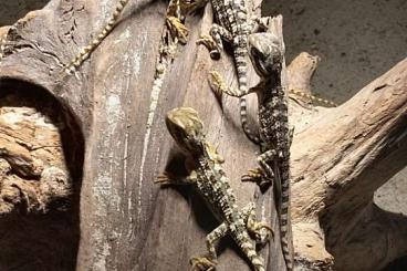 Bartagamen kaufen und verkaufen Photo: Zwergbartagame (Pogona henrylawsoni) Bartagamen kaufen und verkaufen Photo: Zwergbartagame (Pogona henrylawsoni)