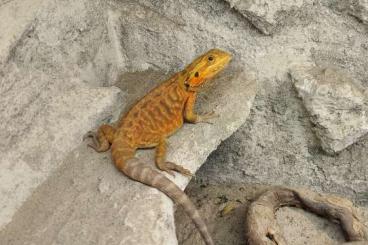 Bartagamen kaufen und verkaufen Photo: Zwei Farbbartagame Pogona vitticeps Bartagamen kaufen und verkaufen Photo: Zwei Farbbartagame Pogona vitticeps