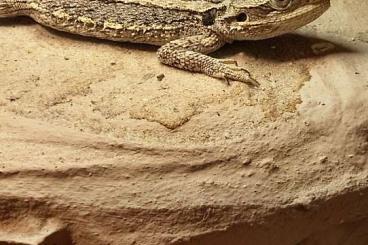 Bartagamen kaufen und verkaufen Foto: 0.1 Pogona Minor 16 Monate Bartagamen kaufen und verkaufen Foto: 0.1 Pogona Minor 16 Monate