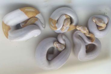 Königspythons kaufen und verkaufen Foto: Cb 2022-2023 Albino piebald and normal pieds