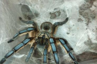 Spinnen und Skorpione kaufen und verkaufen Foto: Tausche für Hamm X.0 H.pulchripes Rh 8.22