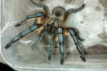 Spinnen und Skorpione kaufen und verkaufen Foto: X.0 Harpactira pulchripes 