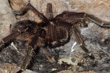Spinnen und Skorpione kaufen und verkaufen Foto: Biete einige Vogelspinnen an