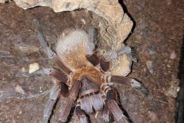 Spiders and Scorpions kaufen und verkaufen Photo: Biete 5.3 X.sp.blue 2.9 B.boehmei usw.