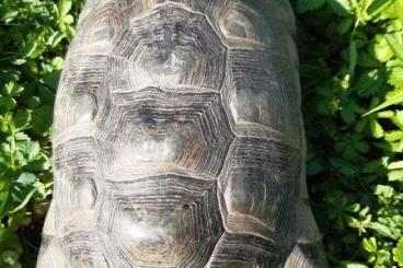Tortoises kaufen und verkaufen Photo: Griechische Landschildkröten Zuchtgruppe 1.2, Breitrand Männchen