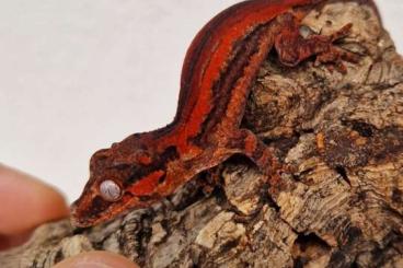 Geckos kaufen und verkaufen Foto: Rhacodactylus auriculatus for sale