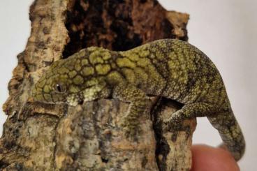 Echsen  kaufen und verkaufen Foto: 0.1 Eurydactylodes symmetricus 