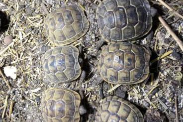 Schildkröten  kaufen und verkaufen Foto: 8 Testuo graeca ibera NZ23 und 1.1 Pelusios nanus