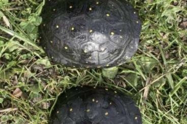 Turtles kaufen und verkaufen Photo: 1.1 Clemys guttata NZ18/19 Turtles kaufen und verkaufen Photo: 1.1 Clemys guttata NZ18/19