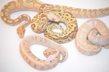 Snakes kaufen und verkaufen Photo: Günstig für Hamm, Python regius Nz23