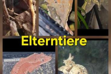 Geckos kaufen und verkaufen Foto: Kronengeckos Nachzuchten 2024 Geckos kaufen und verkaufen Foto: Kronengeckos Nachzuchten 2024