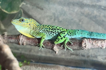 Echsen kaufen und verkaufen Foto: 1,0 Anolis marmoratus NZ Dezember 2024 Echsen kaufen und verkaufen Foto: 1,0 Anolis marmoratus NZ Dezember 2024