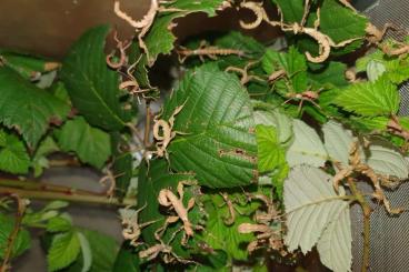 Insekten kaufen und verkaufen Foto: Australische Gespenstschrecke (Extatosoma tiaratum)