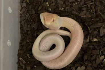 Venomous snakes kaufen und verkaufen Photo: Monokelkobras Nachzucht 2025 Venomous snakes kaufen und verkaufen Photo: Monokelkobras Nachzucht 2025