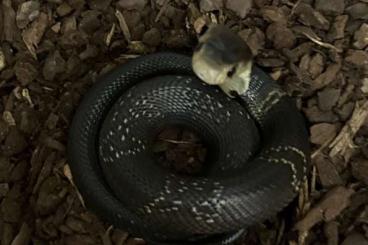 Venomous snakes kaufen und verkaufen Photo: Monokelkobras Nachzucht 2025 Venomous snakes kaufen und verkaufen Photo: Monokelkobras Nachzucht 2025