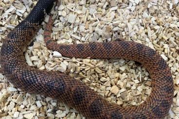 Venomous snakes kaufen und verkaufen Photo: Schildnasenkobra Weibchen Venomous snakes kaufen und verkaufen Photo: Schildnasenkobra Weibchen