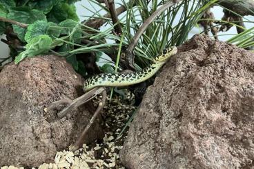 Colubrids kaufen und verkaufen Photo: Gut eingewöhnte Hierophis Viridiflavus Colubrids kaufen und verkaufen Photo: Gut eingewöhnte Hierophis Viridiflavus