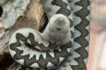 Venomous snakes kaufen und verkaufen Photo: Verschiedene europäische Hornvipern Venomous snakes kaufen und verkaufen Photo: Verschiedene europäische Hornvipern
