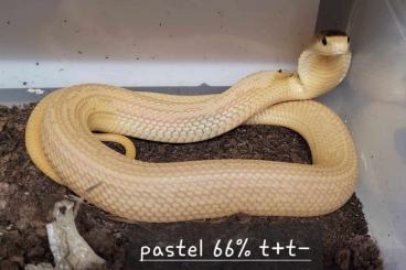 Giftschlangen kaufen und verkaufen Foto: Naja kaouthia morphen zur Abgabe